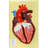 В10 Сердце человека (1 планшет, 42х66 см)