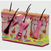 Модель кожной угревой сыпи, двусторонняя