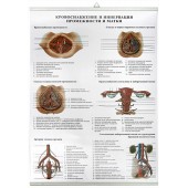 Кровоснабжение и иннервация промежности и матки. (85х60 см)