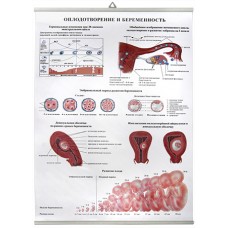 Оплодотворение и беременность (85х60 см)