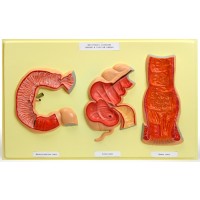 В19 Внутренняя поверхность тонкой и толстой кишки (1 планшет, 66х42 см )