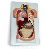 Анатомическая модель Торс человека (разборная модель 7 частей) 