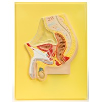 В22 Таз мужской.Сагиттальный разрез (1 планшет, 36х48 см)