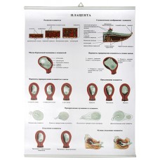 Плацента. (85х60 см)