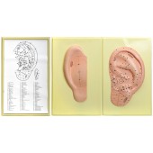 В33 Точки акупунктуры ушной раковины (3 планшета, 42х66 см )