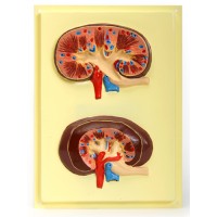 В11 Почка. Фронтальный разрез в натуральную величину (1 планшет, 24х18 см)