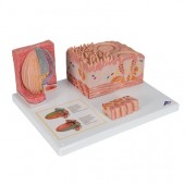 Модель языка из серии 3B MICROanatomy