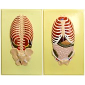 В21 Расположение органов грудной и брюшной полостей по отношению к скелету, вид спереди и сзади (2 планшета, 42х66 см)