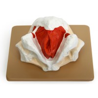 Н08 Мочеполовая диафрагма таза (женского) (24х19х13 см/ 1,074 кг)