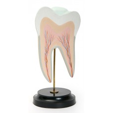 С05 Строение нижнего коренного зуба с двумя корнями (в разрезе) (10х10х22 см/ 0,19 кг)