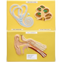 В07 Ухо человека (2 планшета, 66х42 см)